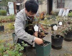 秋季盆花的管理经验