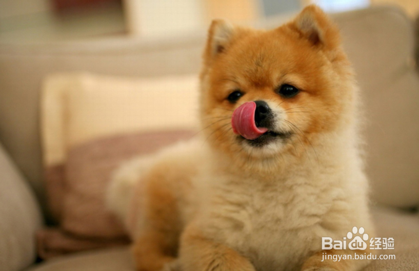 秋田犬怎么看纯不纯