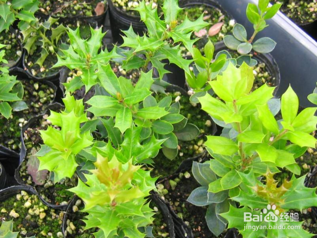 垂盆草与佛甲草有哪些区别？