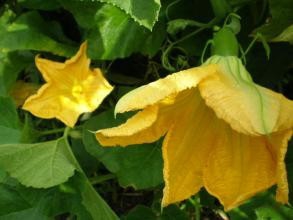 南瓜藤的妙用和功效