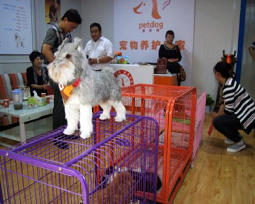 宠物店涉及的经营范围