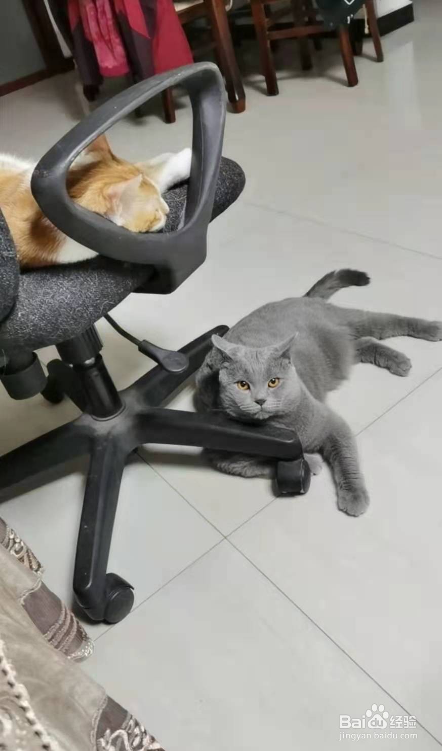 养第二只猫注意事项