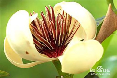 木兰的家庭养殖方法