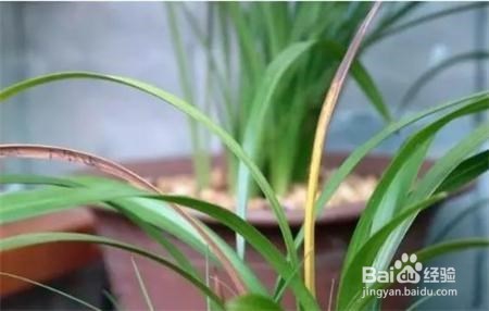 兰花根烂了后怎么处理