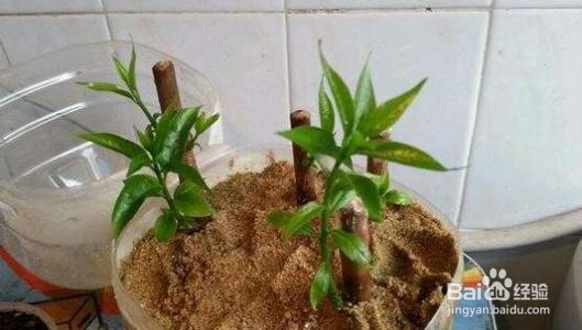 插枝条容易活的方法