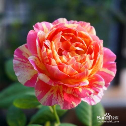 最抗病耐热好养的月季