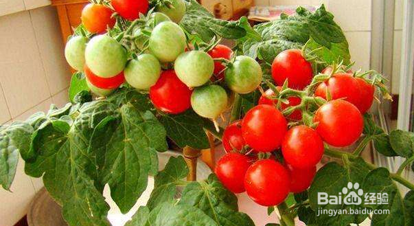 如何在阳台种番茄？