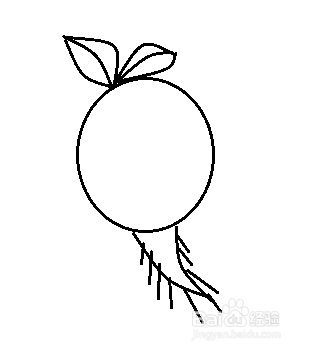 萝卜简笔画怎么画？