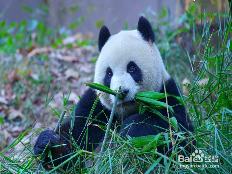 熊猫为什么喜欢吃竹子