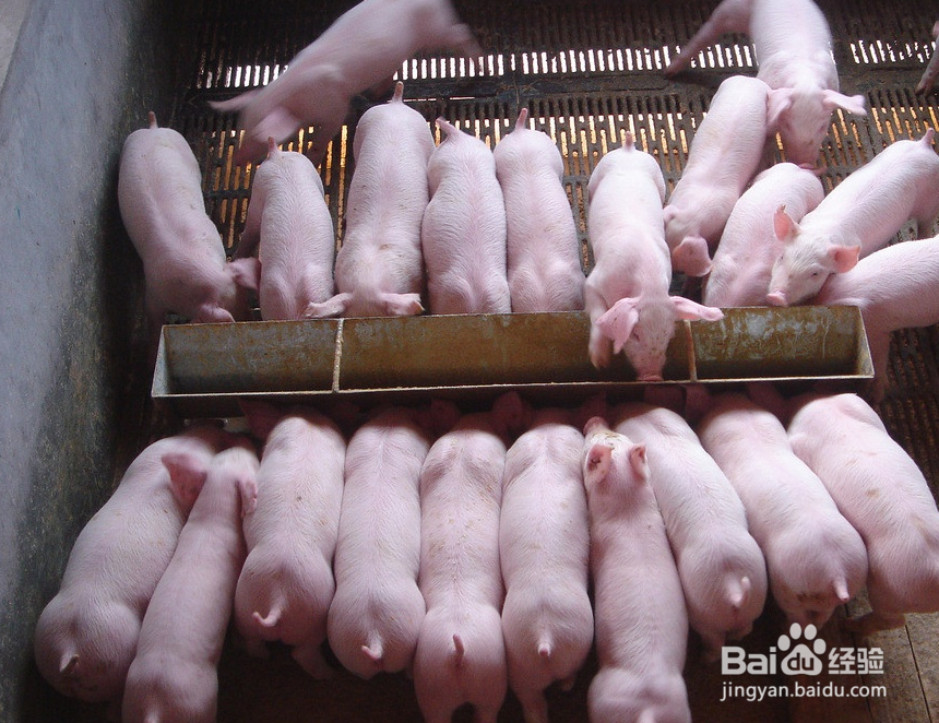 养猪要考虑哪些因素