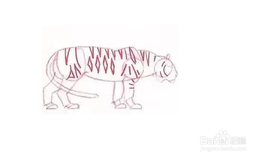 老虎的素描画法