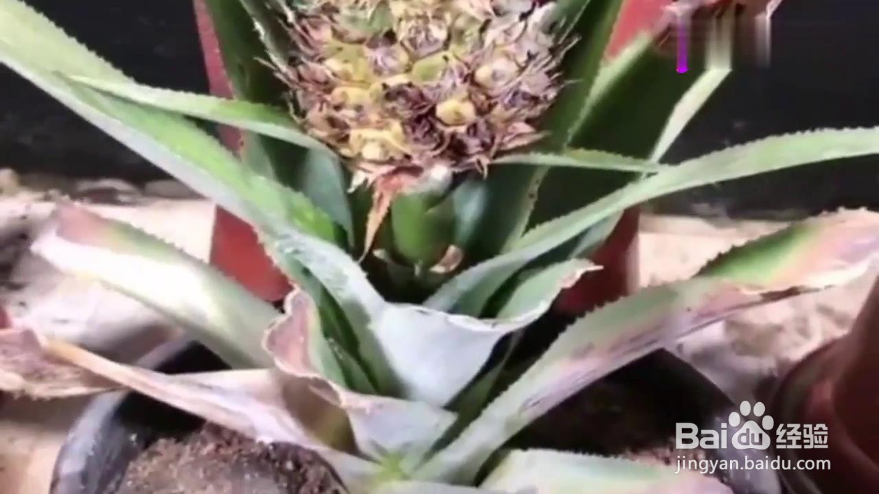 如何把废弃的菠萝种出盆栽？