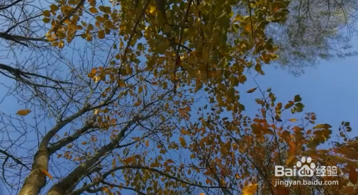 秋天落叶怎么拍？