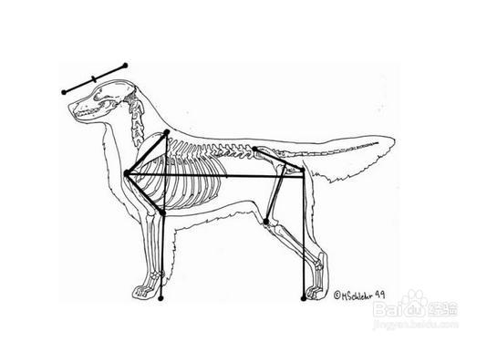 如何挑选优质的金毛猎犬