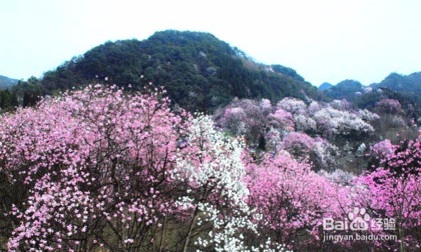 成都周围一日游，我在春光里等你