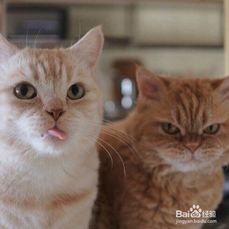 你希望自己有一只猫吗?