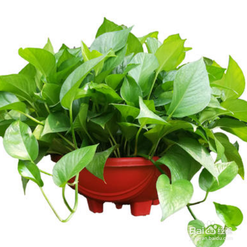 绿萝不绿是什么原因