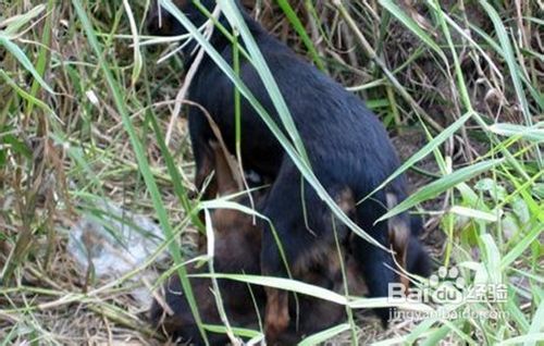 如何快速训练一只乖乖的狗狗