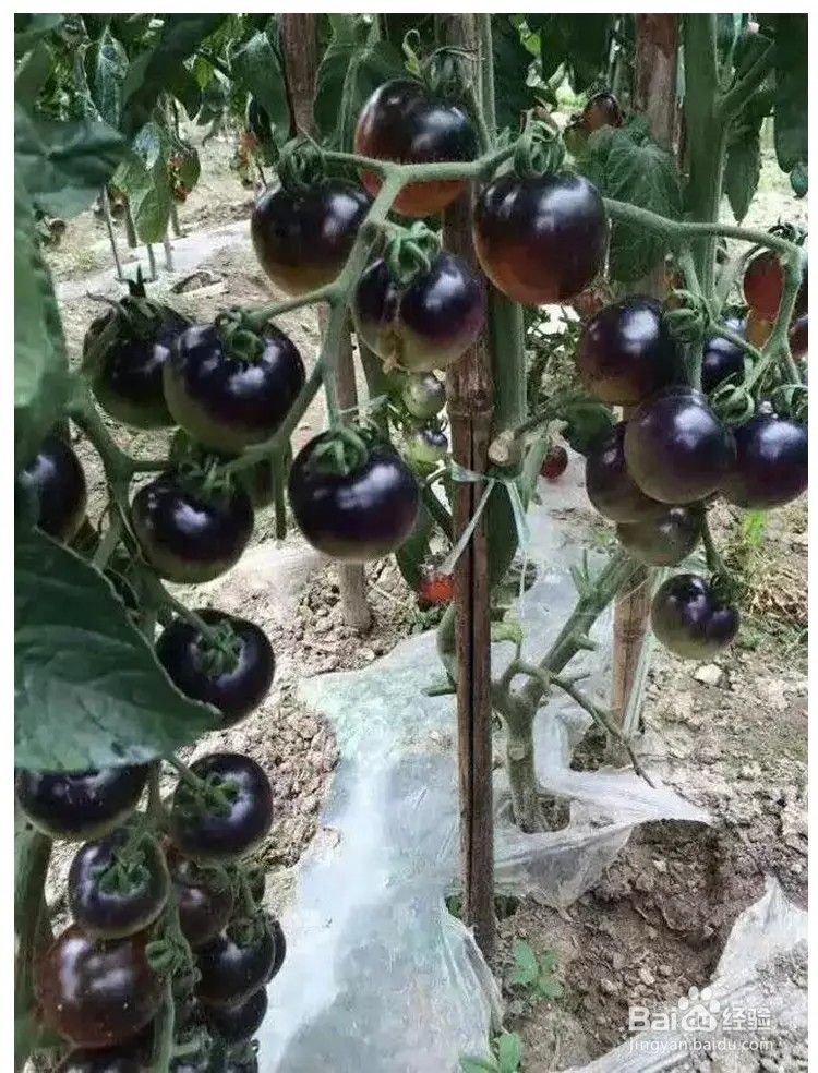 黑番茄种植时间和方法