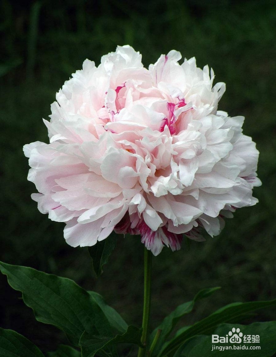 芍药花期管理和日常管理