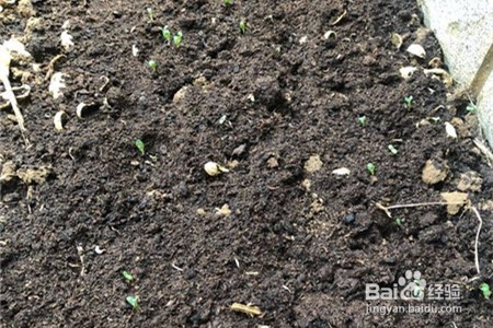 石竹的种植方法和注意事项