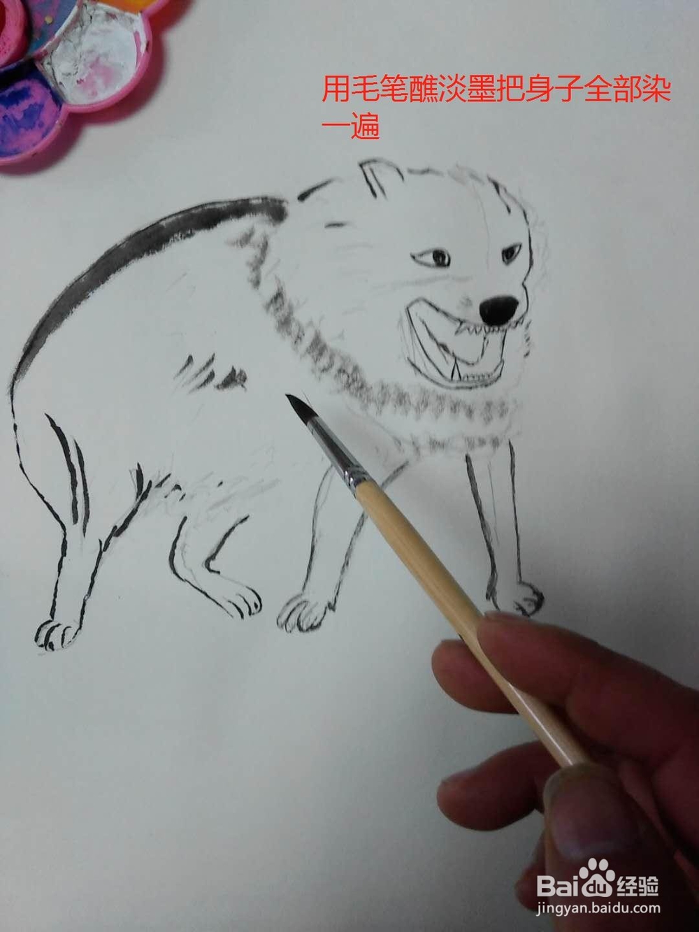 水彩画咆哮的狼的画法