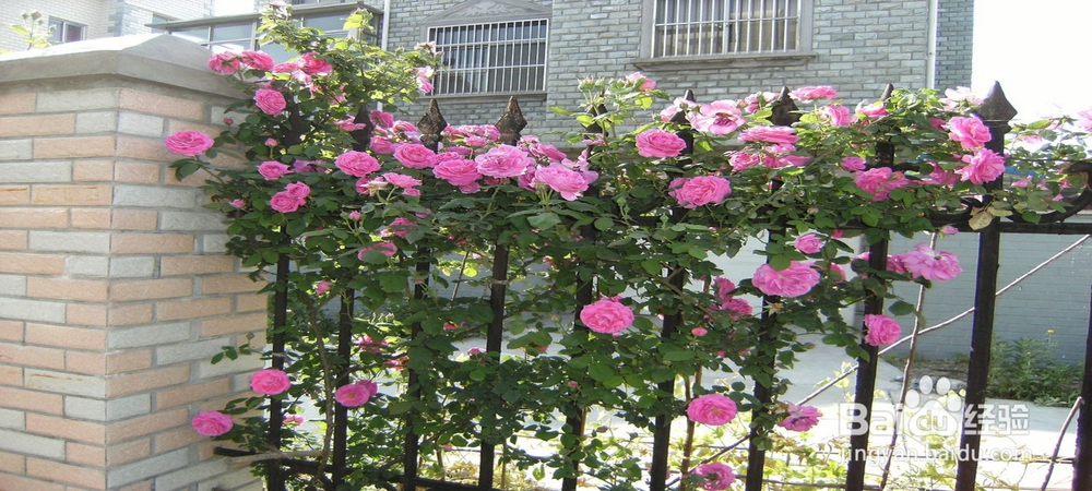 月季花怎样插枝容易活