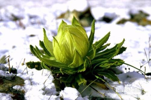 雪莲花的作用有哪些