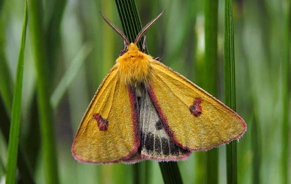 飞蛾飞进屋子会产卵吗