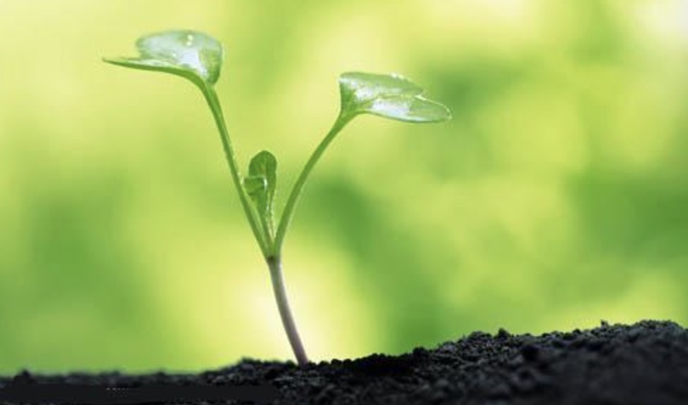 小草从土里长出来了。改为拟人句