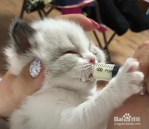 猫咪可以喝牛奶吗