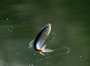 如鱼得水下一句是什么