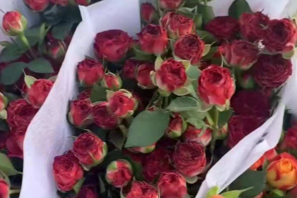 巧克力泡泡玫瑰又叫什么