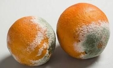 那些水果是癌细胞的催化剂