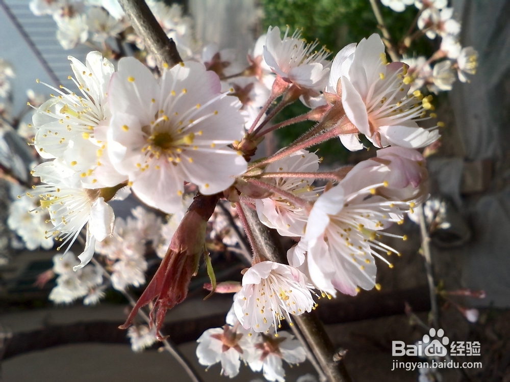 把春天的樱花朵朵拍出风采 手机拍