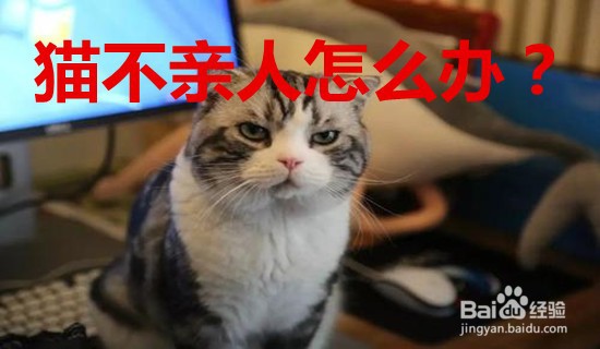 #新人打卡#猫不亲人怎么办