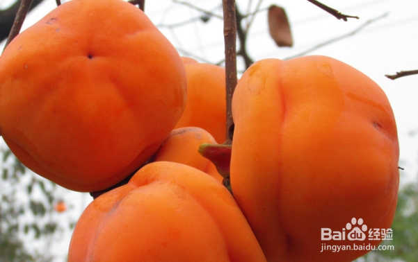 柿子的食用价值