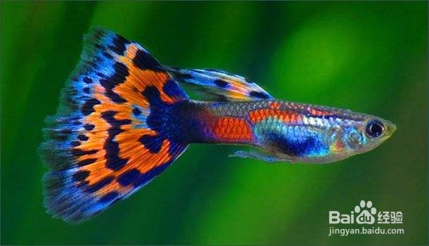 鱼互相攻击怎么办