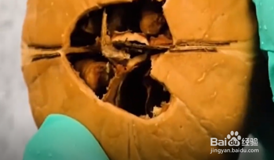 怎样在家种植南瓜、花生和核桃