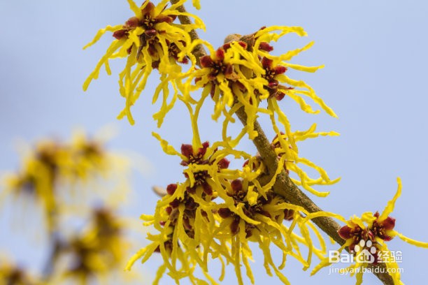 金缕梅的开花时间