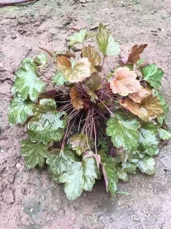 1种叶子五颜六色，耐阴耐冻，养一盆太美了 ￼