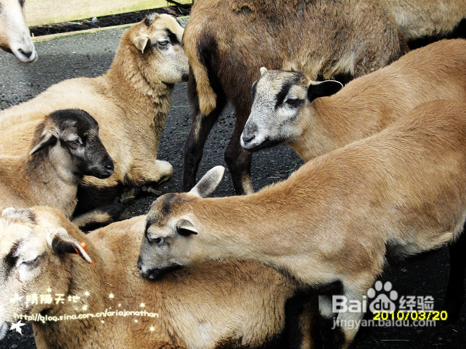 拾海的孩子&亲亲小动物(组图)