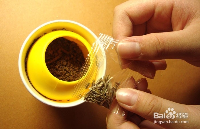 如何教孩子学会种小草