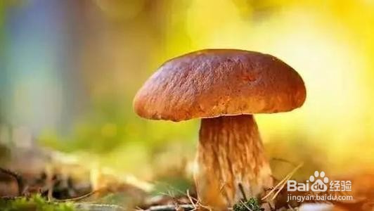 野蘑菇怎么分辨有毒没有毒