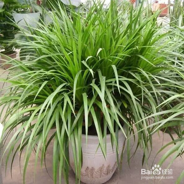 教你如何养好花花草草