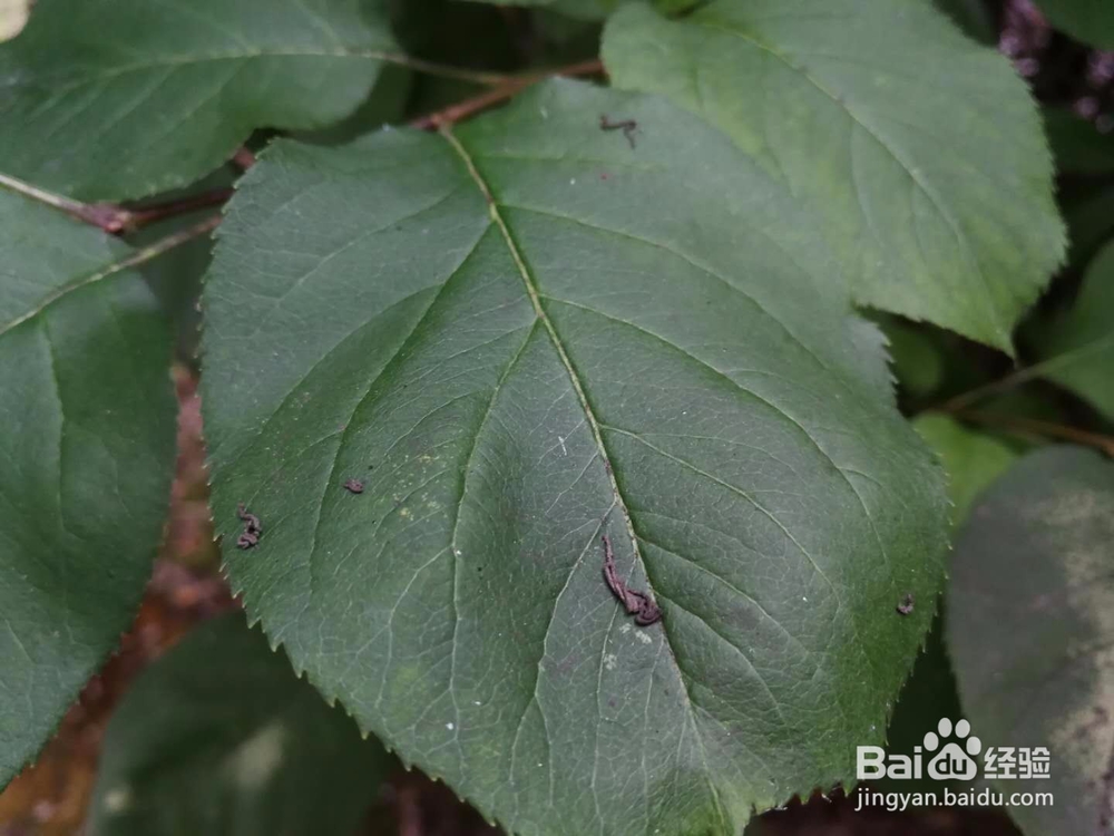 植物常见病虫害解析