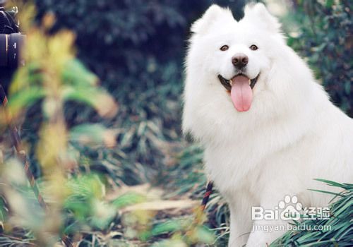 怎么处理多只狗争斗的情况