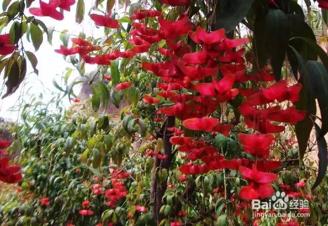 金丝吊蝴蝶的盆栽方法