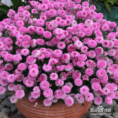 盆栽千头菊的养殖方法