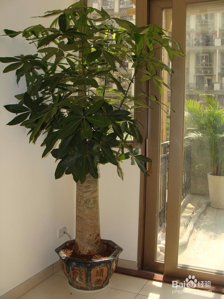 室内如何养好发财树